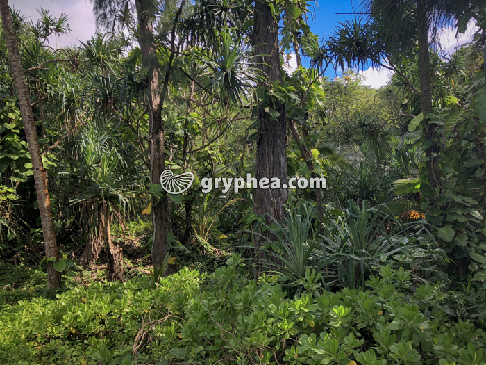 Forêt équatoriale - gryphea.org
